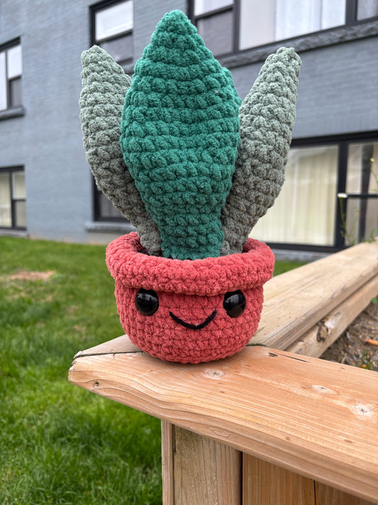 Snake plant- terracotta pot