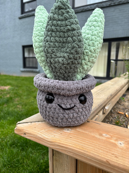 Snake plant-grey pot